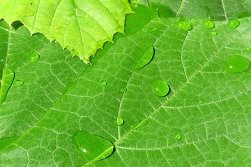 Dew on green grape leaves in the garden after rain, closeup