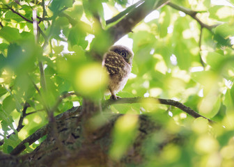 Little owl young on branch between leaves.