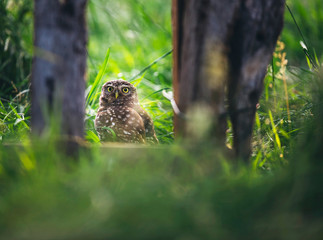 Little owl in tall grass between bars of old wooden fence.