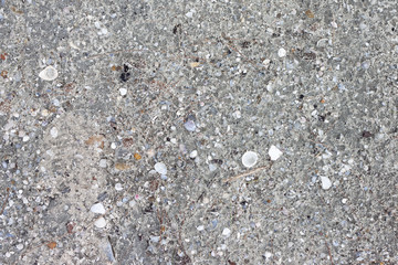 ฺBackground or Texture Small shells on the sand.