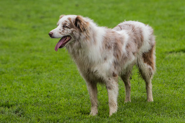 border collie dog outdoors in Belgium
