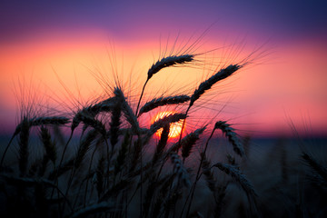 Silhouette of wheat ears against sunset