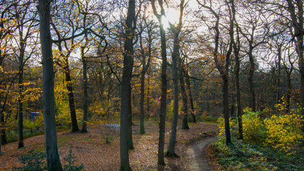 Keukenhof forrests in the autumn