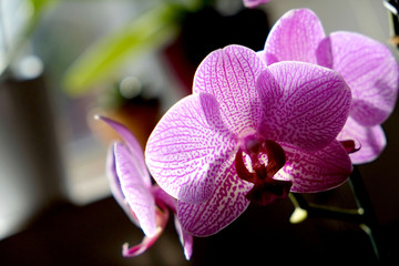 orchidea rosa e bianca in controluce su sfondo sfocato verde e nero © Giovanna