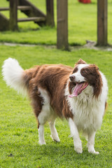 border collie dog outdoors in Belgium