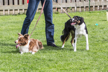 border collie dog outdoors in Belgium