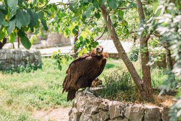 bird vulture