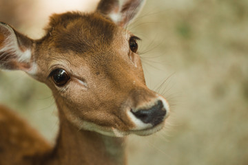 deer