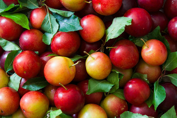 Red and yellow plums background. Top view

