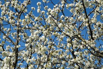 Fototapeta premium Profuse white spring pear blossom