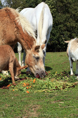 Fototapeta premium Herds of old domestic animals horeses and goats on asylum farm in Poland.