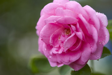Pink roses in the morning light