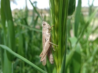 grasshopper