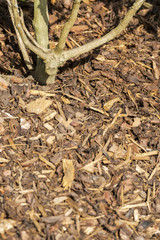 Gardens texture - landscaping bark chippings