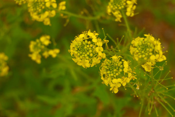 very beautiful flower close-up on a green background