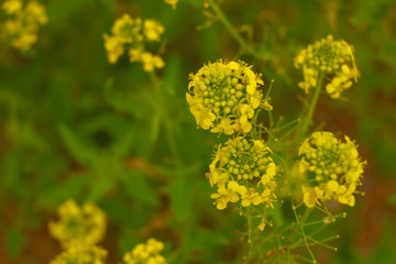 very beautiful flower close-up on a green background