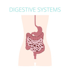 Human digestive system