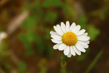 very beautiful flower close-up on a green background