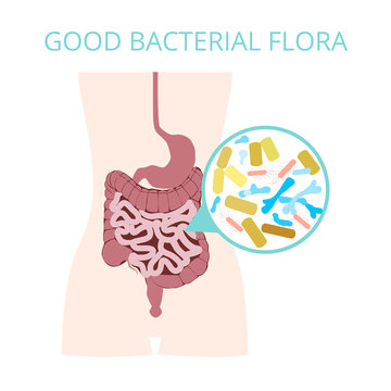 Good bacterial flora. Lactobacilli, bifidobacteria, Escherichia coli infographics