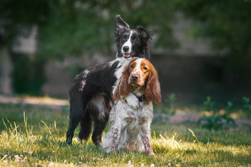 Spaniel and Border Collie