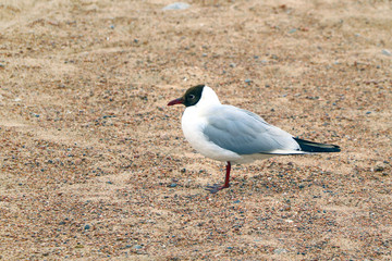 Fototapeta premium gull closeup on the sand