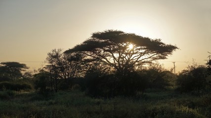 Fototapeta na wymiar sunset over kenyan sananna