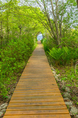 Beach Ocean Path Boardwalk Forest Trees Padnaram Dartmouth Massachusetts