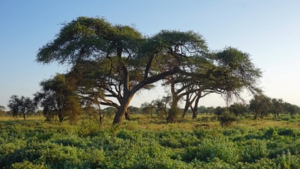 natural green landscape in kenya