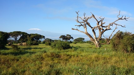 Fototapeta na wymiar kilimanjaro and kenyan landscape