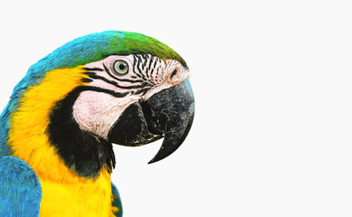 Blue-and-yellow macaw known as Arara Caninde isolated on white.