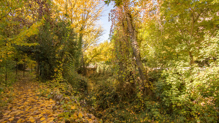 Arroyo de la Ventilla - Arriate - Málaga