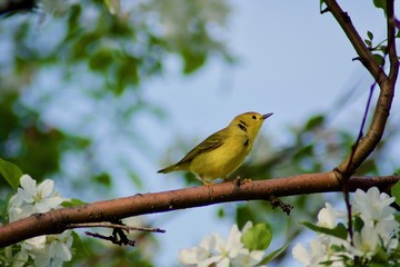 Beautiful yellow little bird on the tree with white flowers