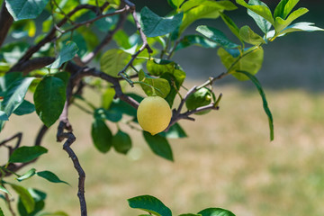 One yellow lemon on a tree with blurred background