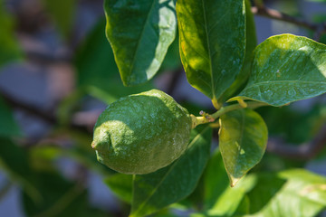 One green lime on a tree with blurred background