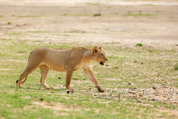 Plakat Lioness (Panthera leo) is walking it the savanna and looking for the rest of the lion pride