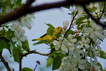 Beautiful yellow little bird on the tree with white flowers