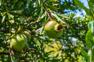 Pomegranates hanging on a branch