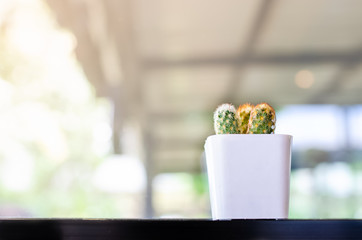 Cactus in white pots located beside the window.