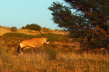 Naklejka na ściany i meble The gemsbok or gemsbuck (Oryx gazella) in the desert. Oryx in the dry desert river in the morning light.