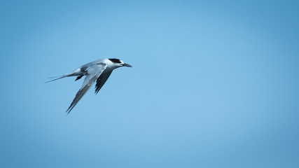Seagull in blue sky.