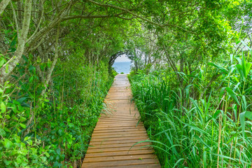 Obraz premium Beach Ocean Path Boardwalk Forest Trees Padnaram Dartmouth Massachusetts