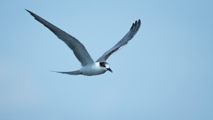 Seagull in blue sky.