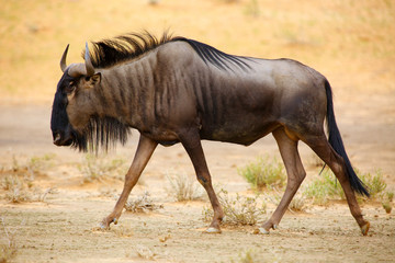 The blue wildebeest (Connochaetes taurinus) is walking in the dried riverbed in the desert.