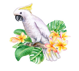 White cockatoo sitting on a branch isolated on white background. A white parrot with Tropical flowers Frangipani, Plumeria. Watercolor. Illustration. Template. Handmade. Close-up. Clip art.