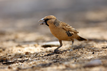The sociable weaver (Philetairus socius), also commonly known as the common social weaver, common social-weaver, and social weaver sitting on the sand. Passerine with brown background.