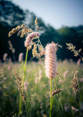 Wiesenblume
