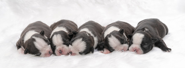puppy dog just born ,lovely dog. © somchaikhun