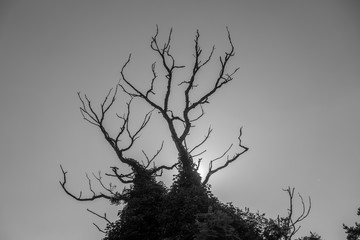 Bare Branches Silhouette 3