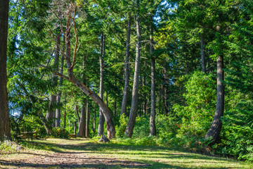 Leaning Tree Landscape