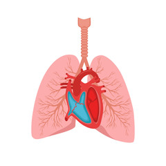 Heart and lungs. Internal organs in a male human body. Anatomy of people.Part of the human heart. Anatomy. Diastole and systole.Filling and pumping of Human Heart structure anatomy anatomical diagram